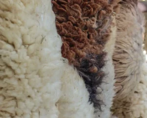persian rug